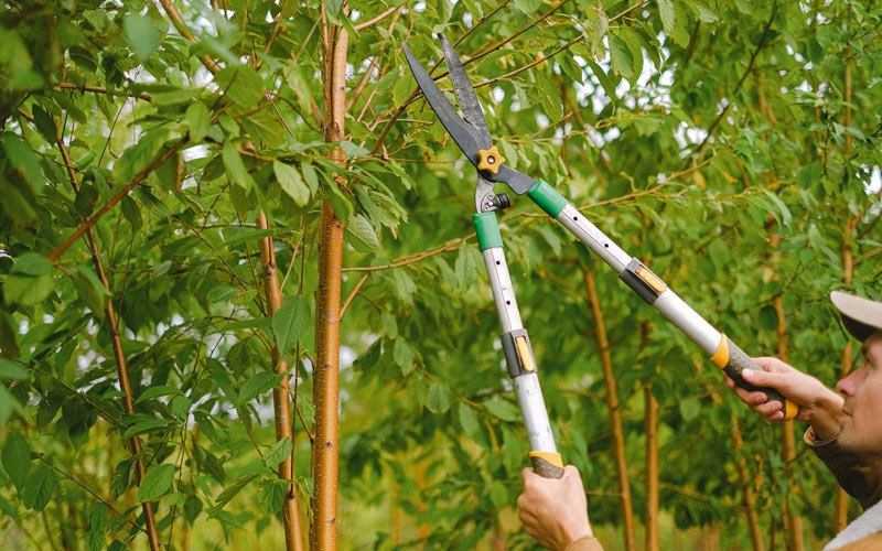 Tree trimming in Farmersville, OH